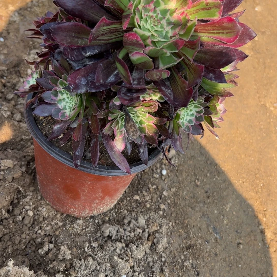 52铜花顺多肉植物系