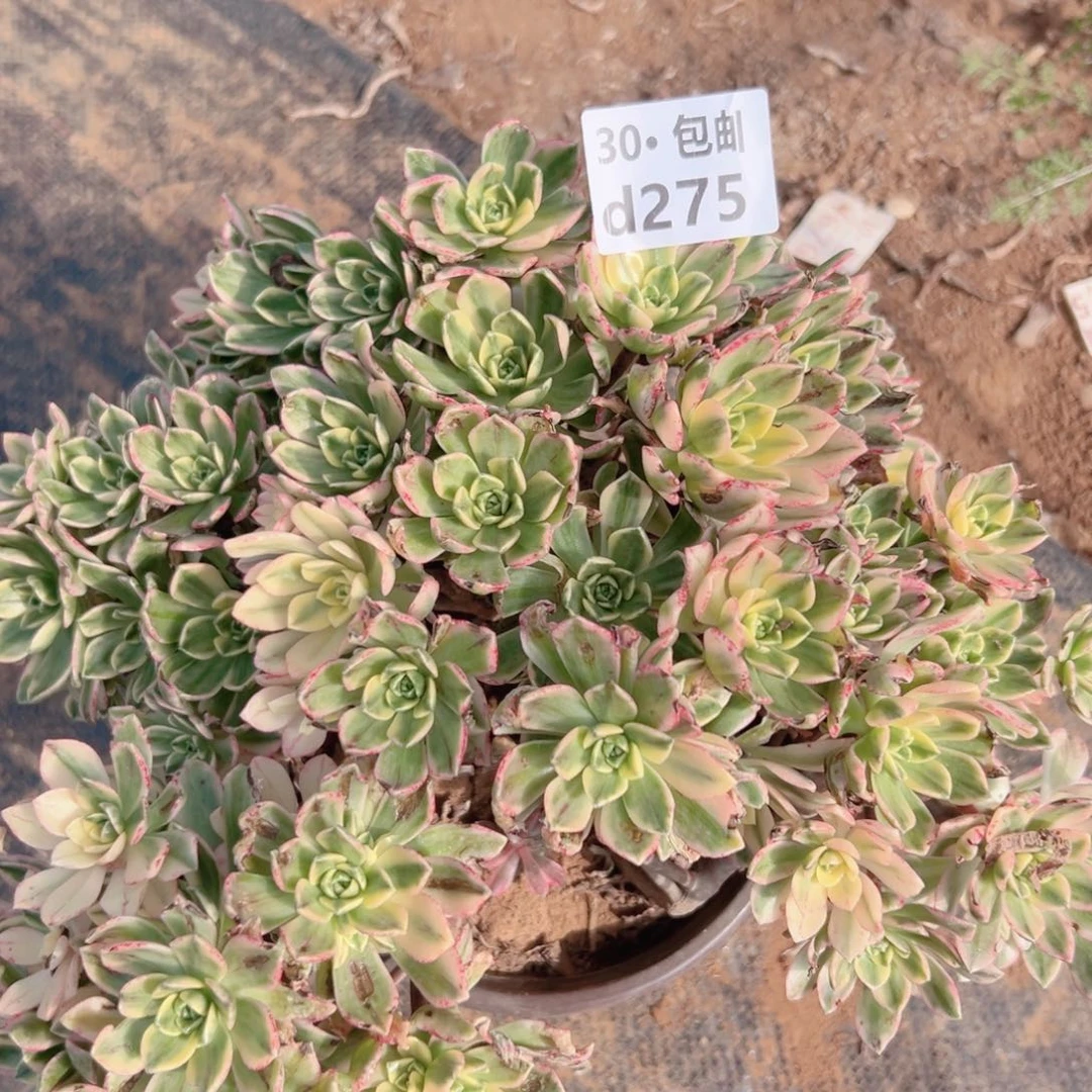 275甜茶多肉法师