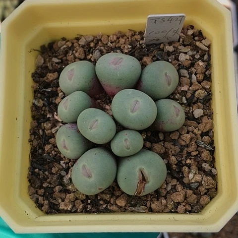 多肉肉锥 Ts427 红嘴