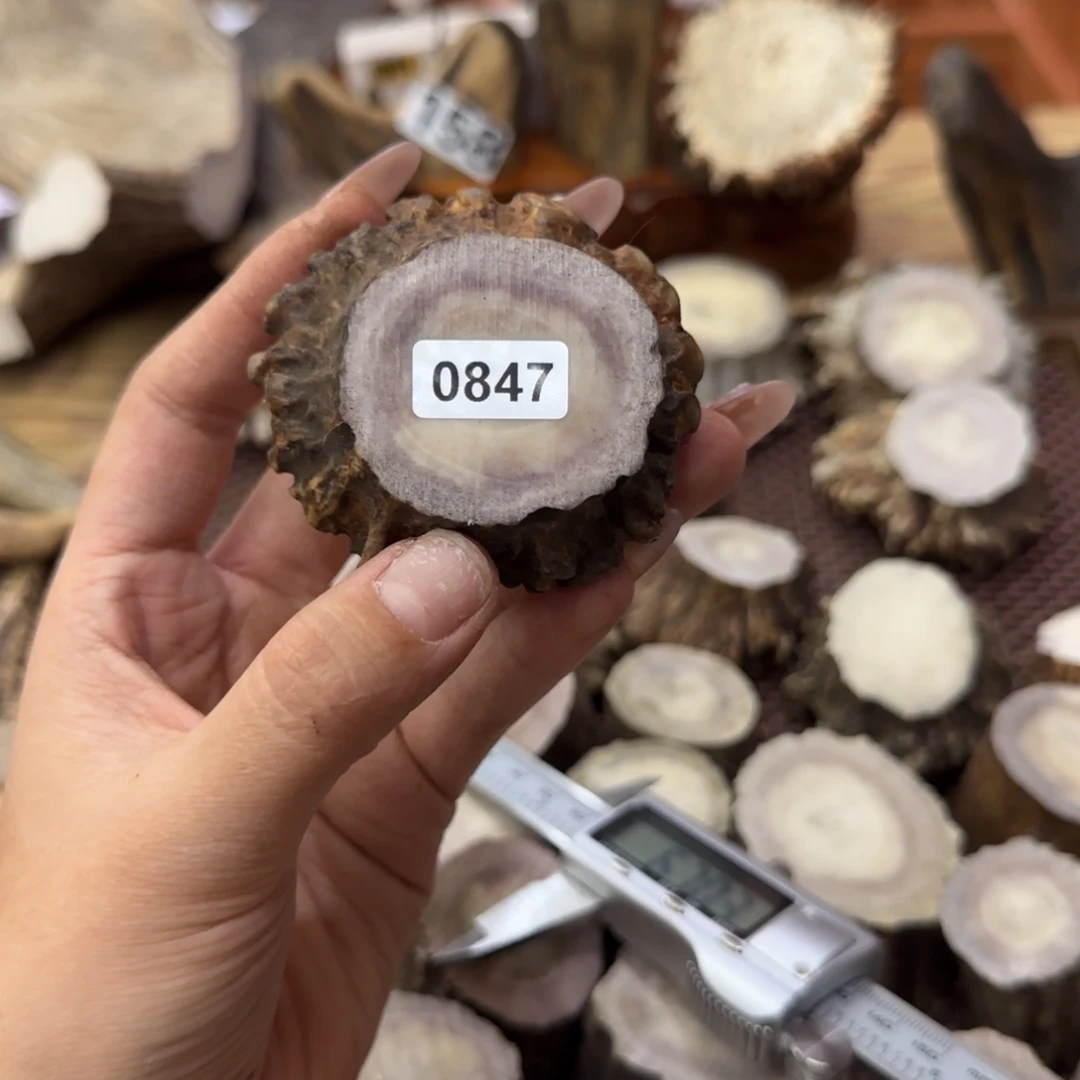 鹿骨其他0847角帽