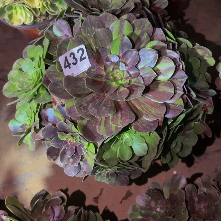 432圣罗兰花月夜多肉植物