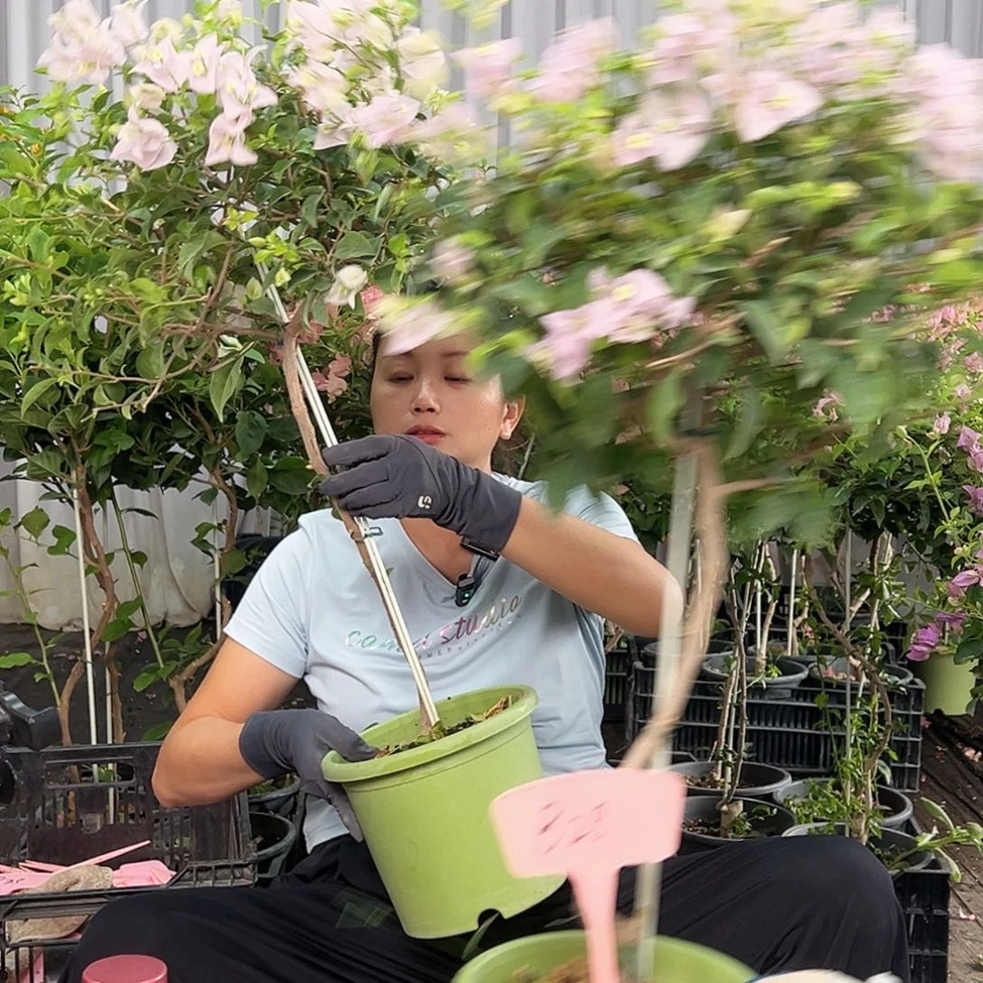*****当前无花栽培后可以开花B28苹果花