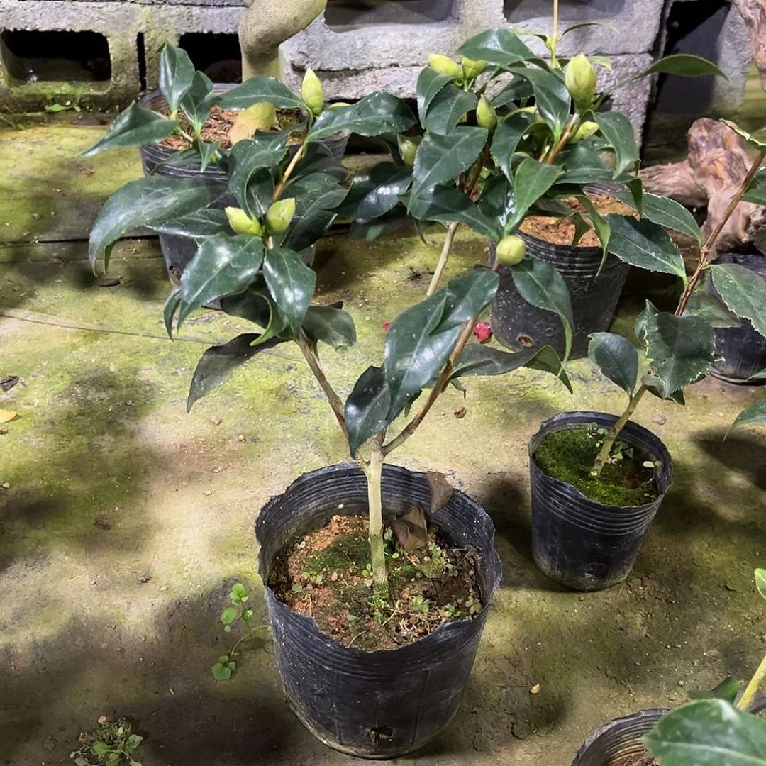 完全开放日系 樱桦椿