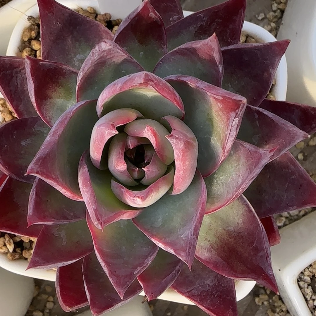 惊鸿不带盆土发货