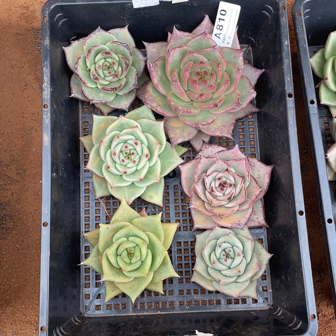 若如东云单拍A810