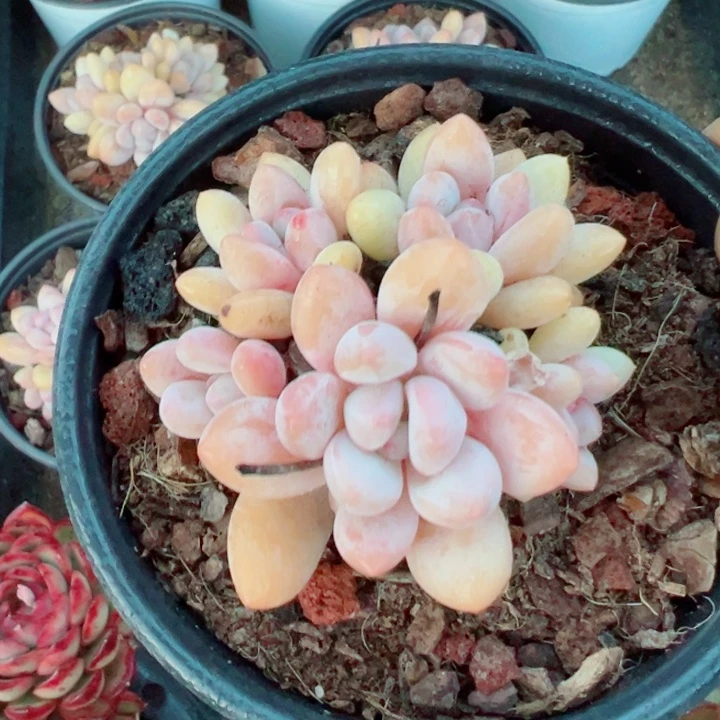 精品多肉植物老桩