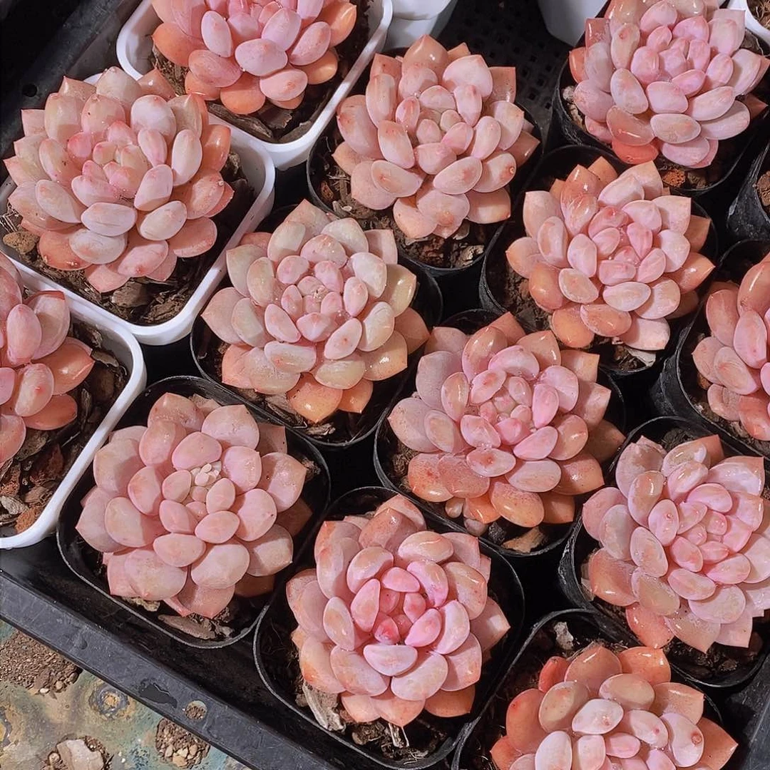 0130-半夏单头一颗 带白方 量拍