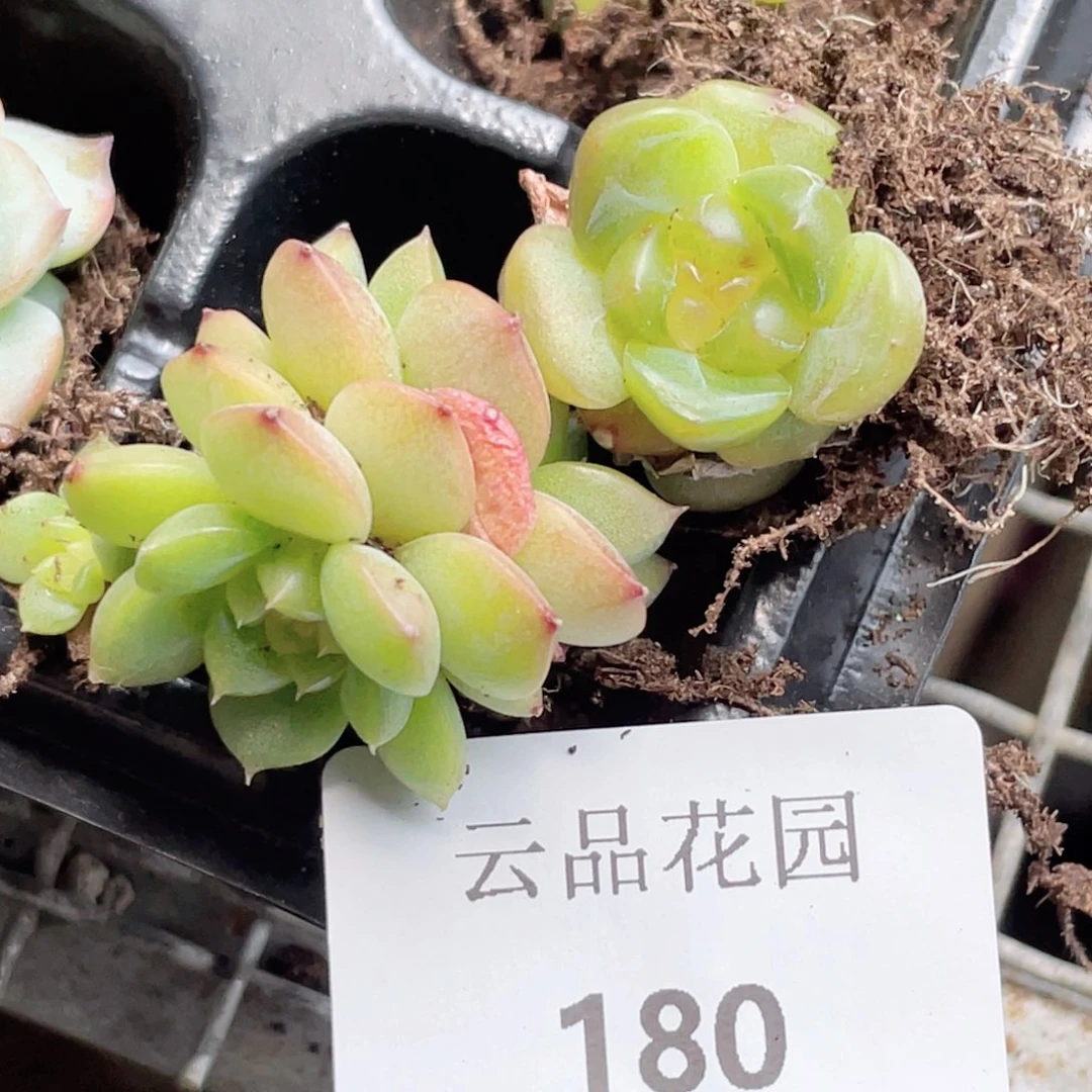R****180号糖心冰心珍妮2