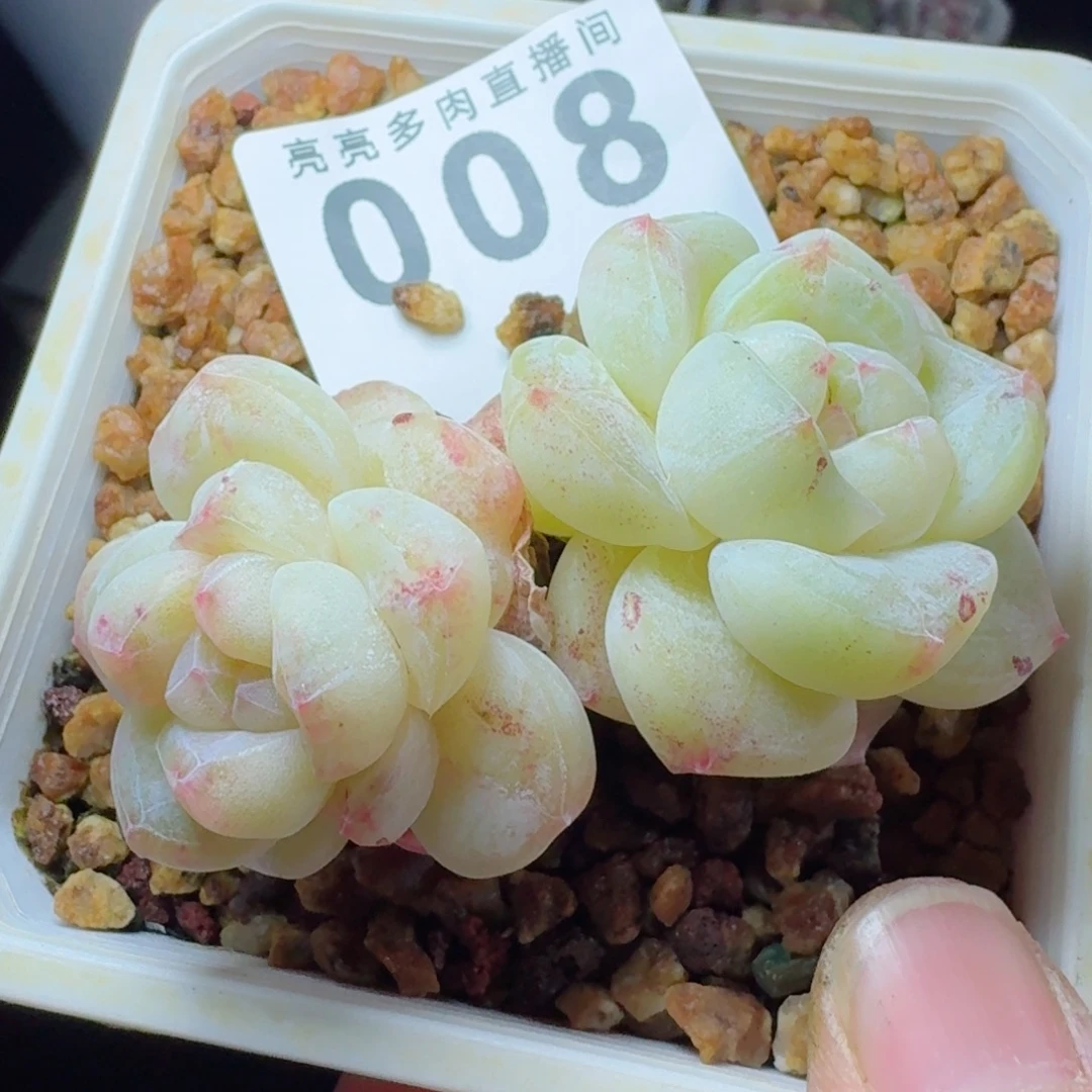 石化冰玉      愿你一路坦途，乘风破浪展宏图