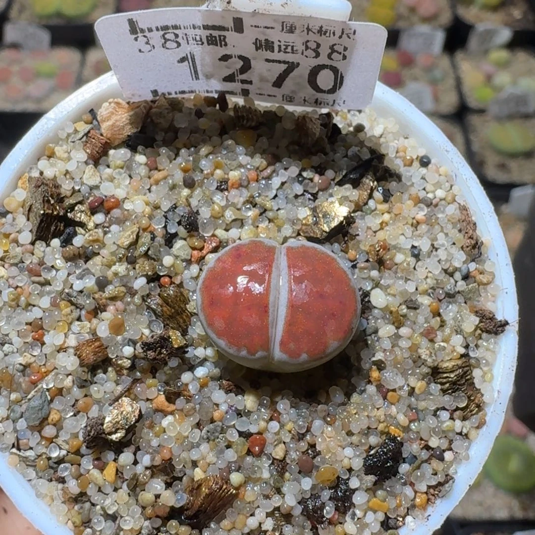 Sss高货清仓了1270