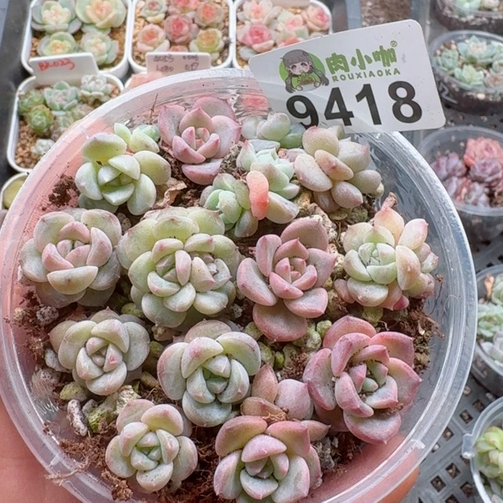 多肉植物多肉植物