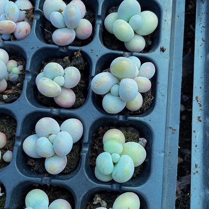 小奶哈1.5带土发