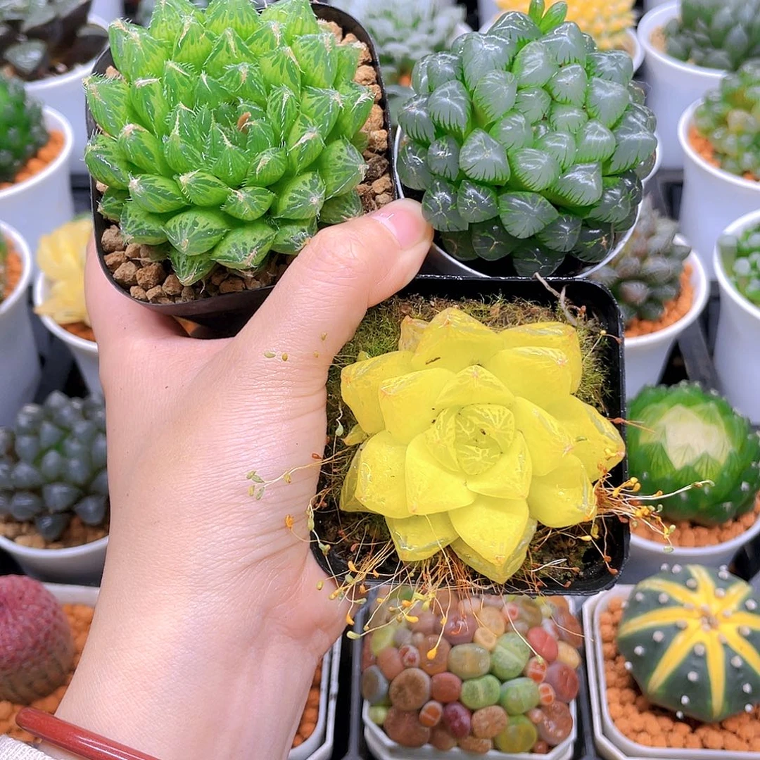 水晶莲玉露，黄金，冰灯