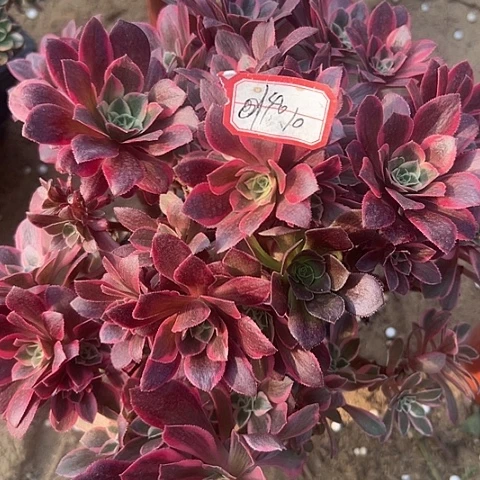 多肉女妖140号20包邮