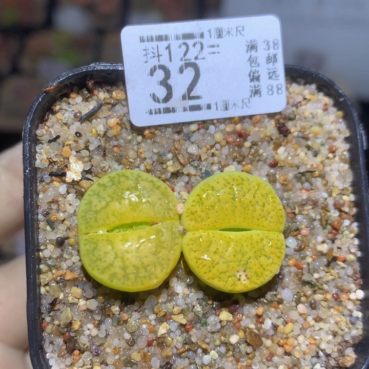 精品生石花122.32