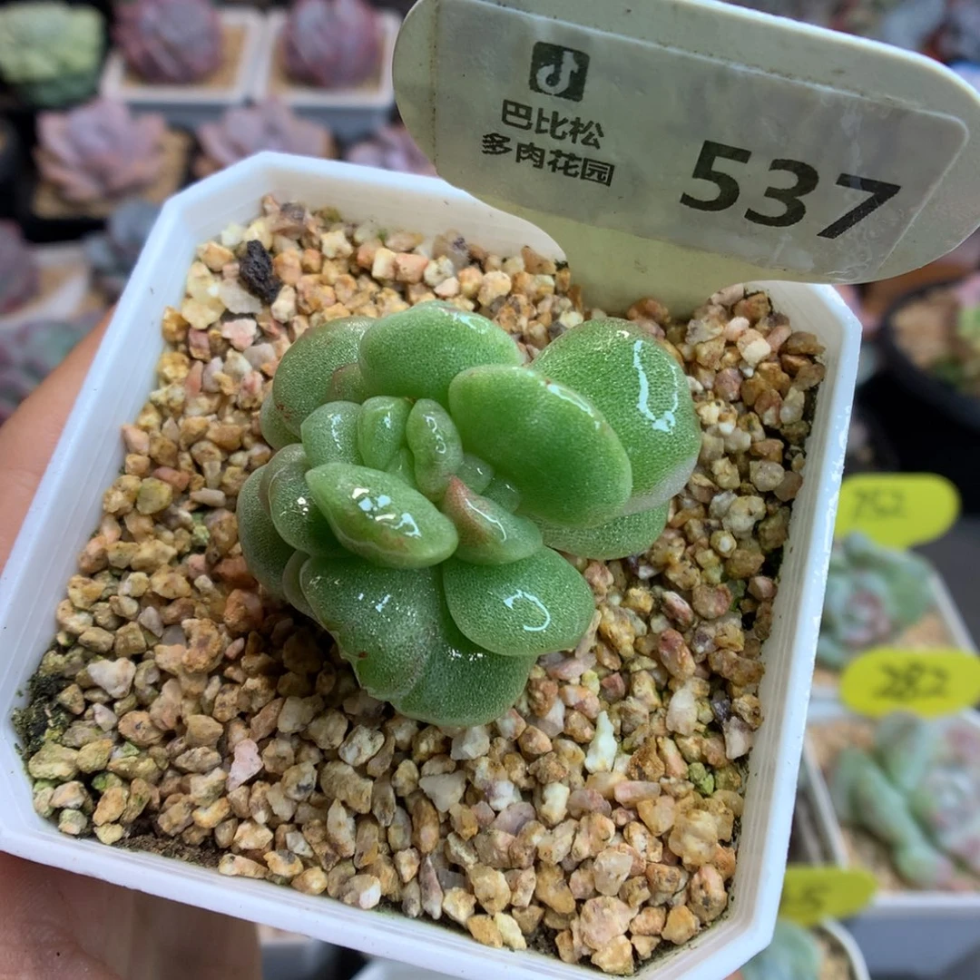 537双心冰玉石化多肉植物