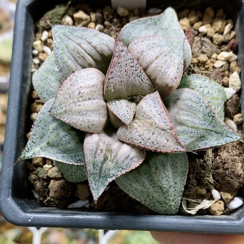 【闪购商品】138泰姬陵