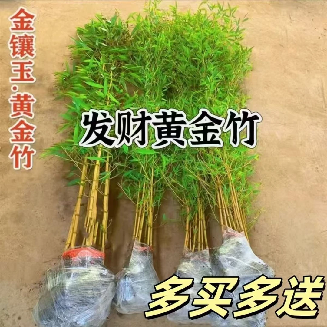 耐寒竹子苗庭院四季青竹苗紫竹苗盆栽篱笆竹苗地栽绿化苗别墅围墙