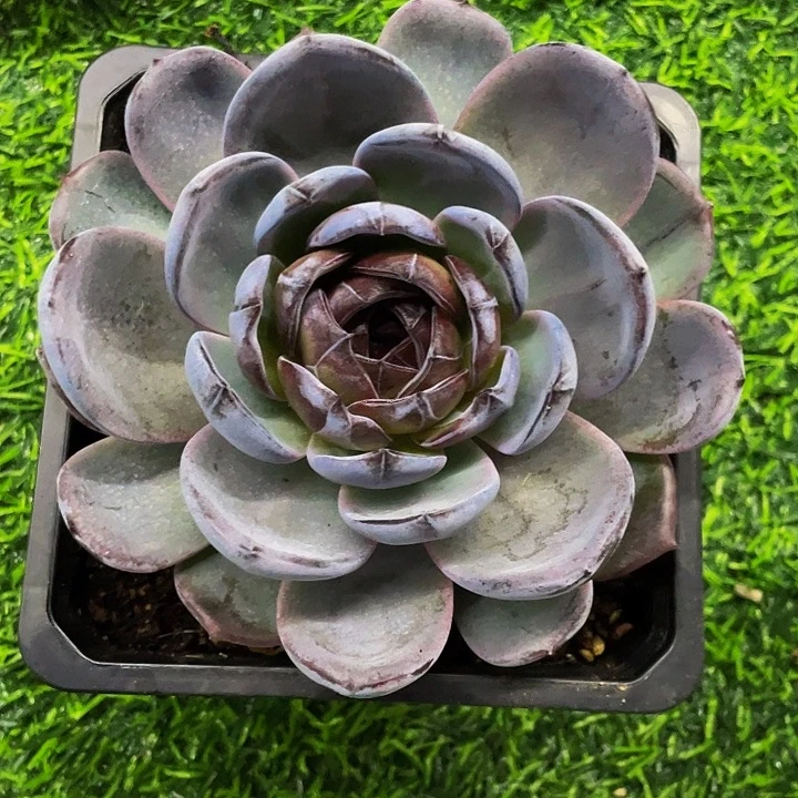 黑橙子一物一拍哦哦