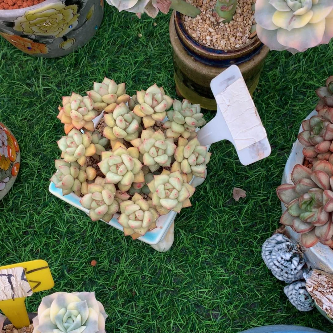 汕***家黄金象牙多肉植物6267272