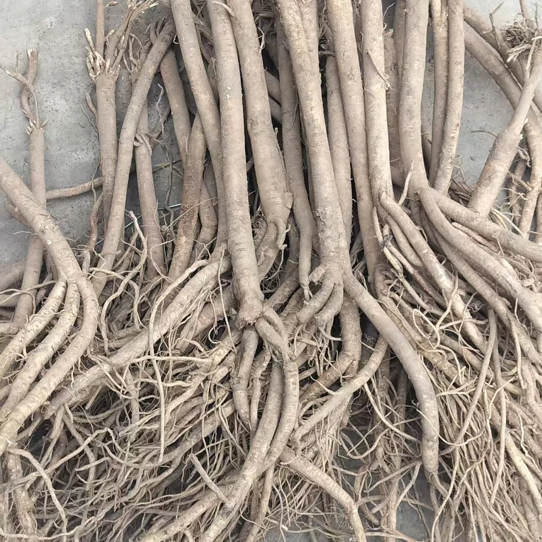 甘肃新鲜黄芪大中小，混装，可煲汤炖肉泡水适合中老年滋补养生佳品