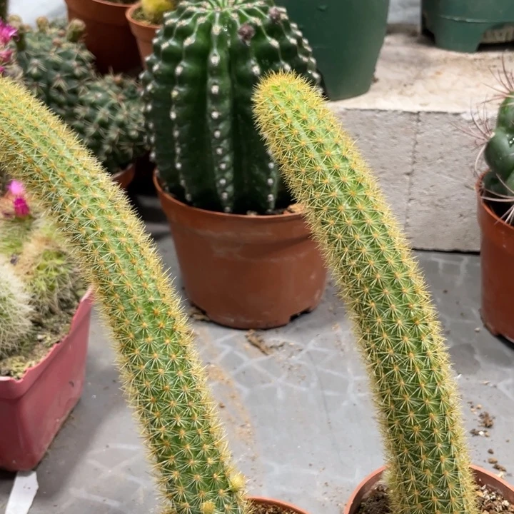 自根新品玛丽珍黄带侧芽