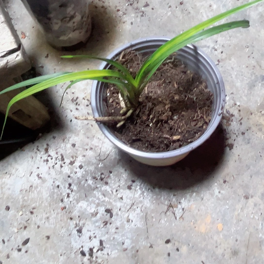 完全开放送春普草2号