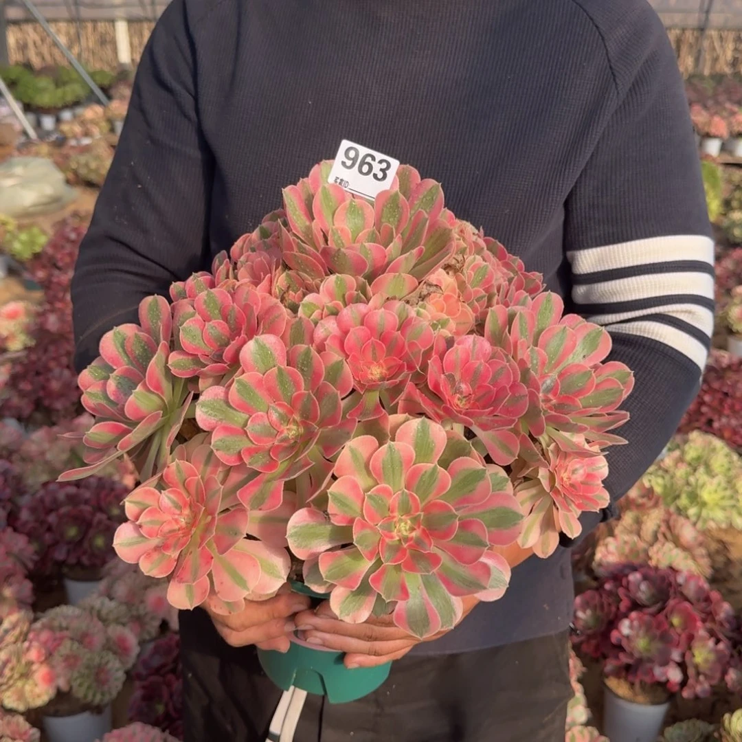 963粉女巫多肉植物