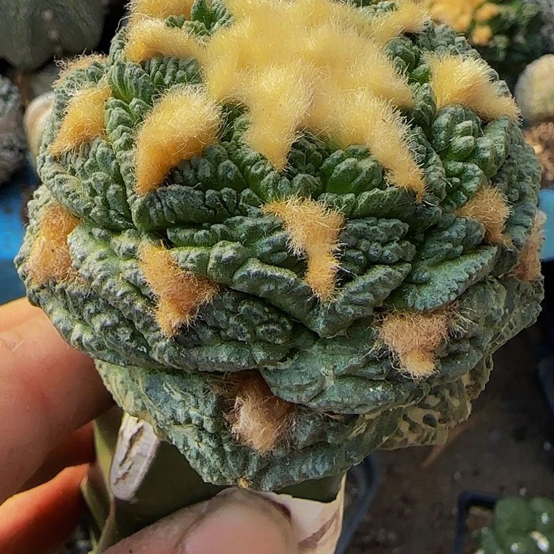 龟甲牡丹649仙人球