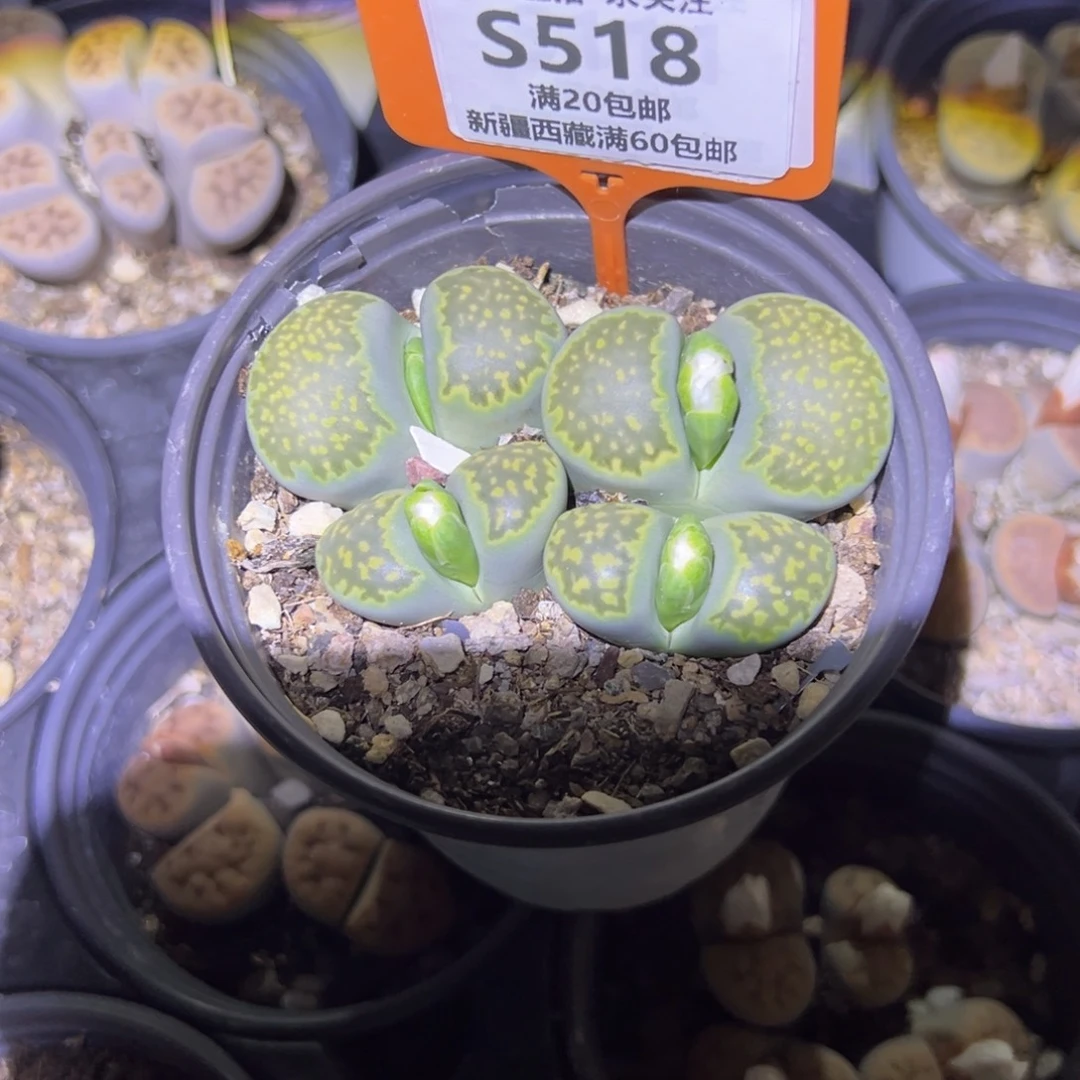 518 一物一拍，默认有伤，介意勿拍，不退不换