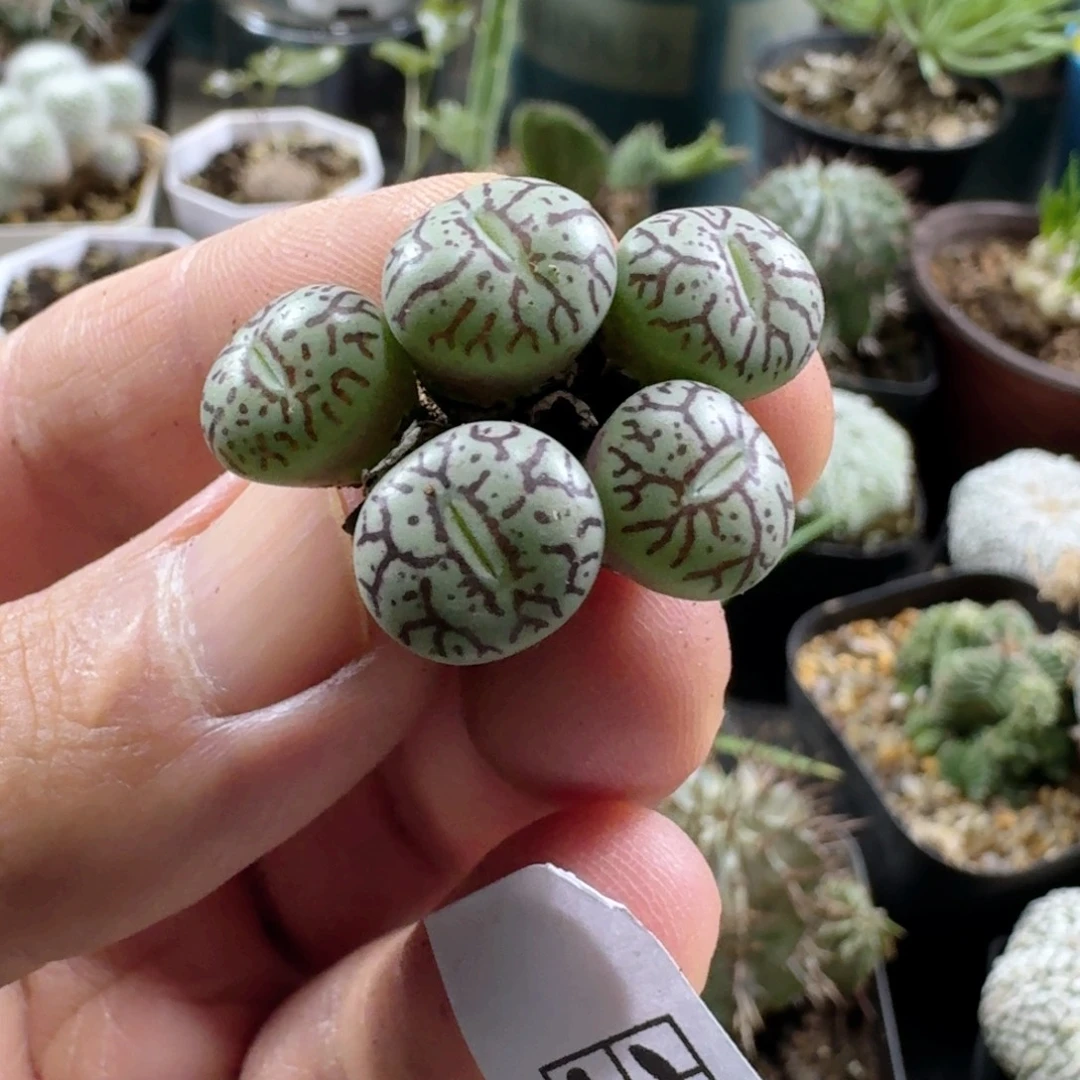 347墨小锥脱土发货