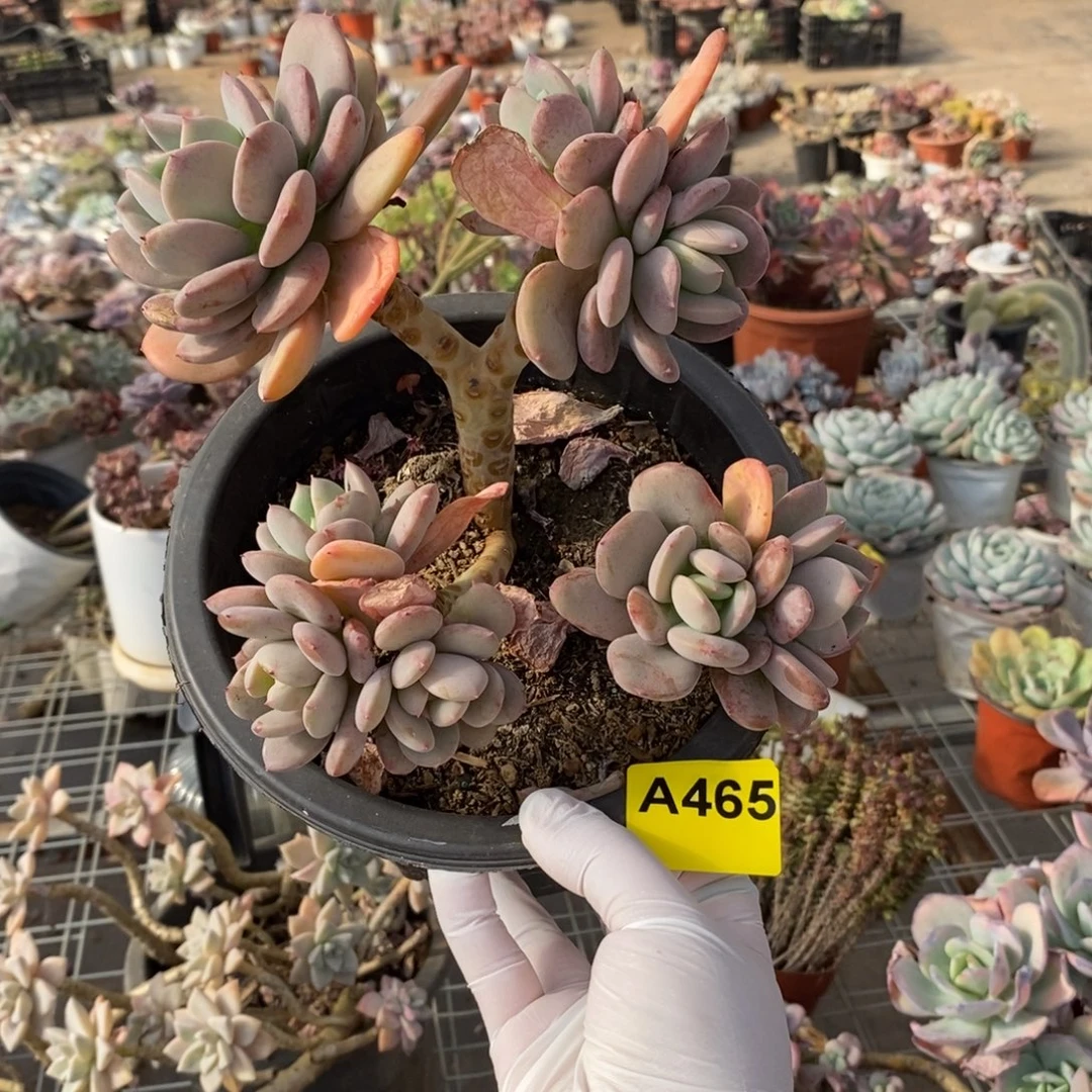 465貂蝉老桩一物一拍