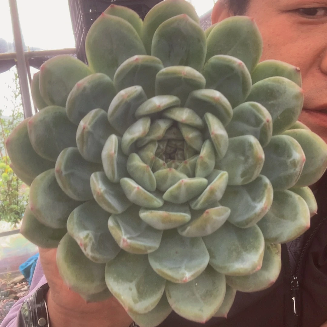 雪花珍妮大单头多肉
