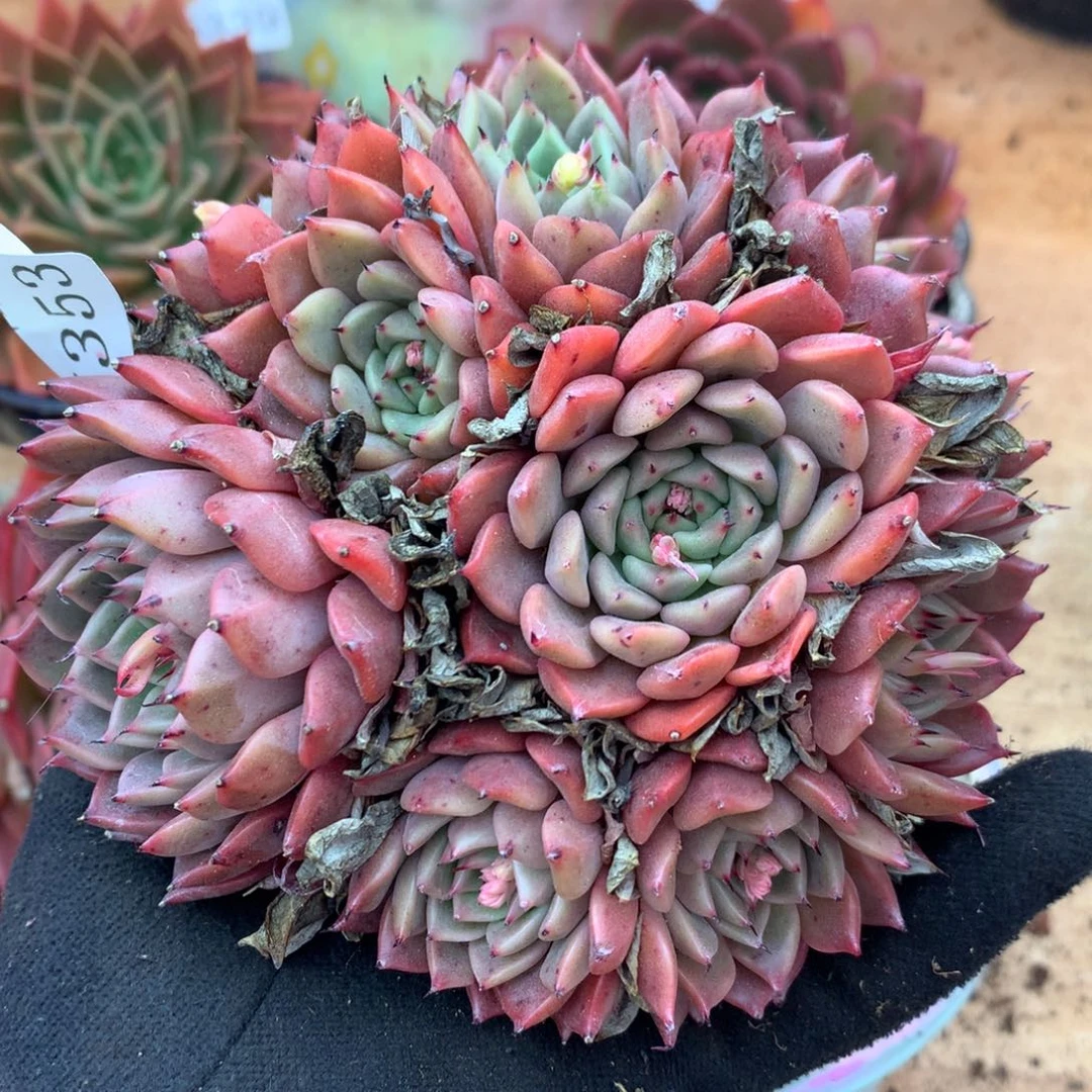 5353杂交多肉植物