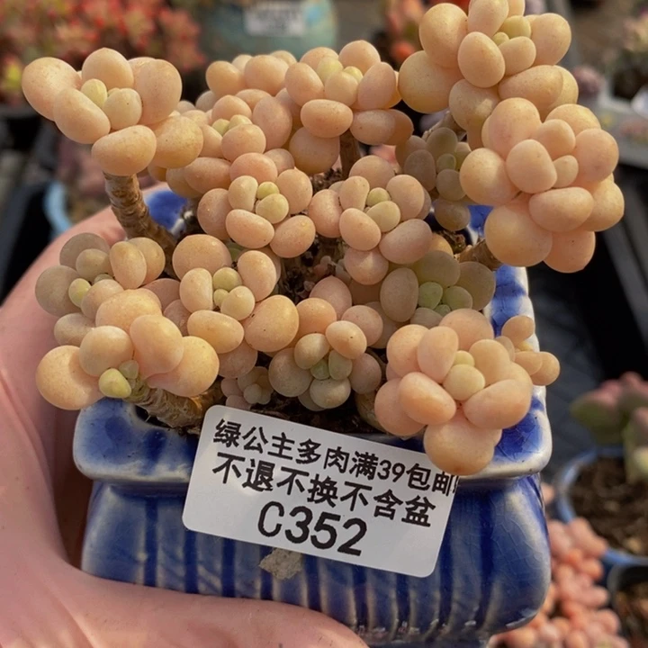 花朵老桩鱼子酱8cm352多肉植物