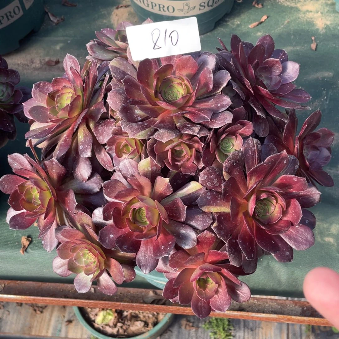 老五多肉810111111