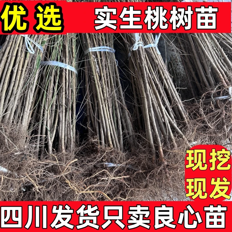 毛桃苗毛桃树实生苗山桃树苗拆迁占地苗原苗毛桃树嫁接砧木苗现挖