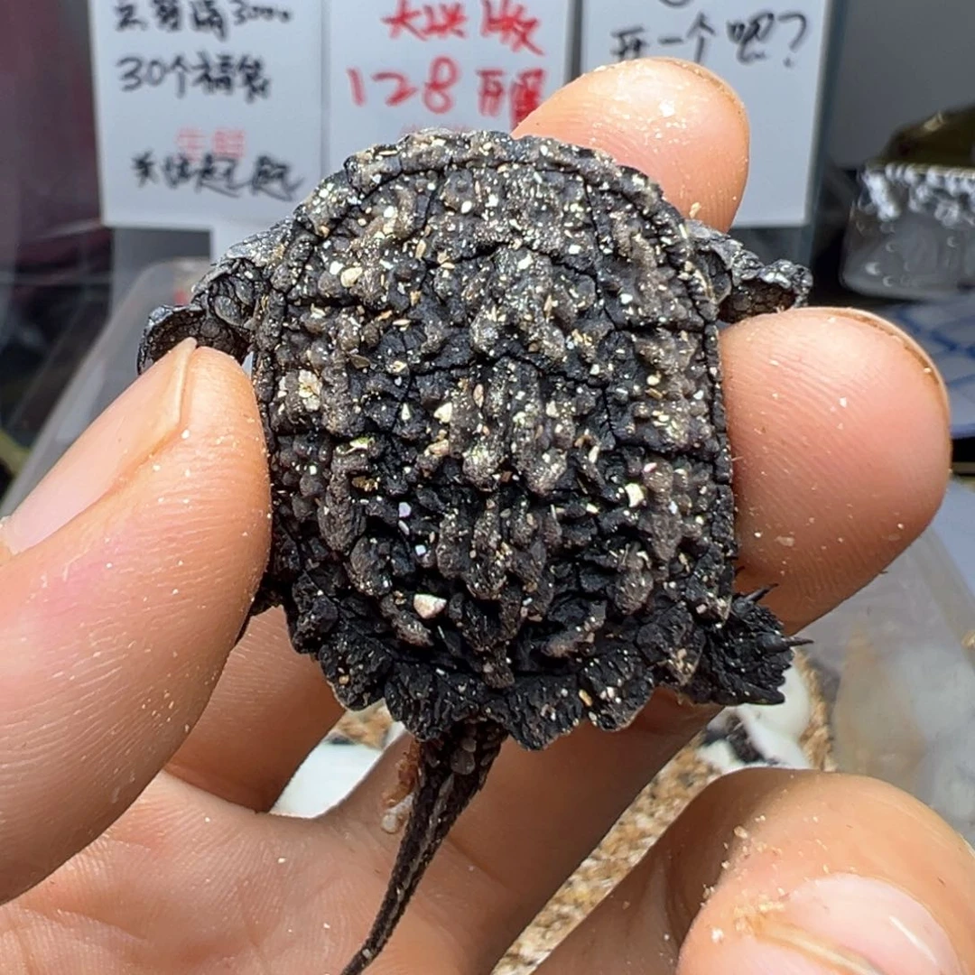 不分公母小鳄龟红红火火 错甲