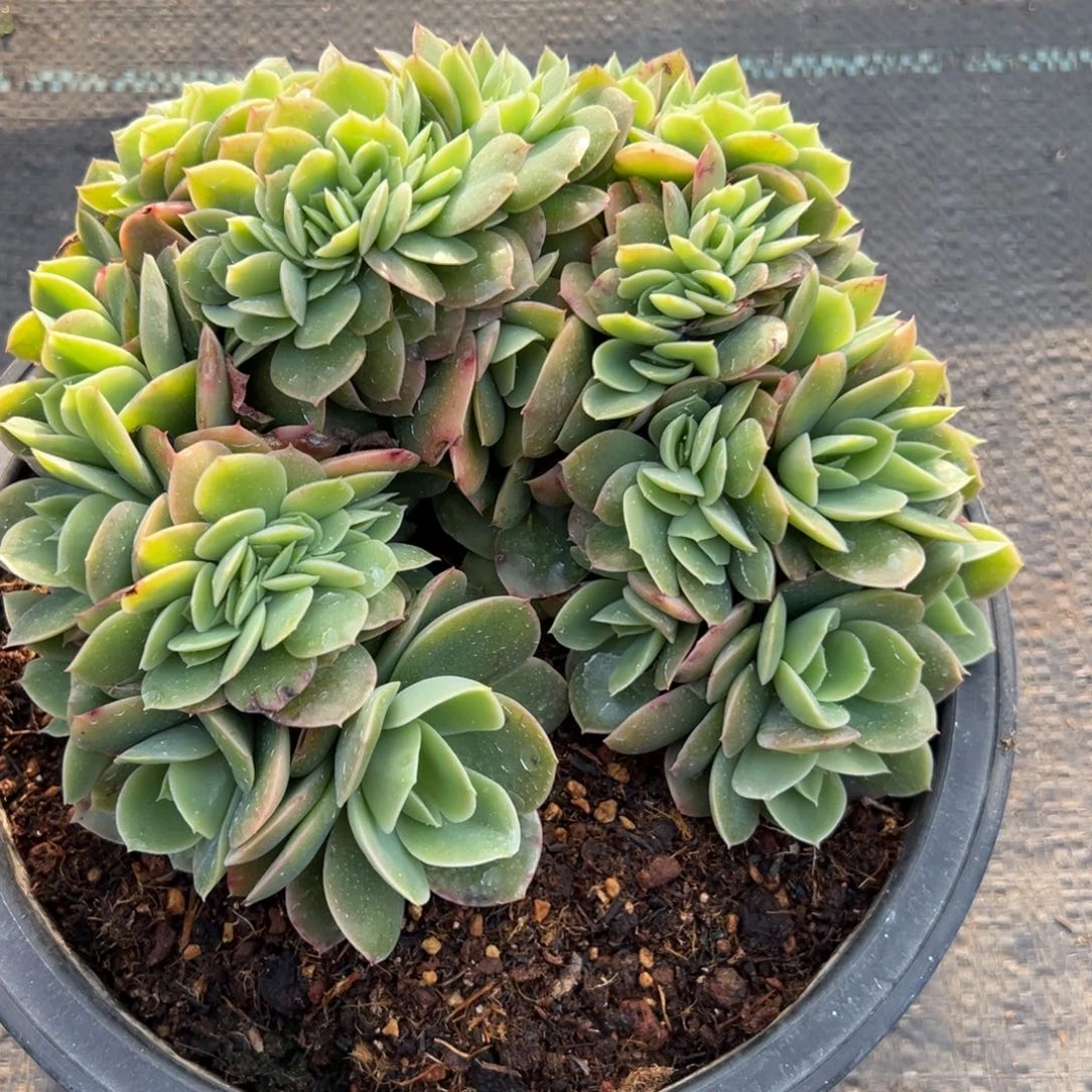 『****新娜塔缀多肉植物30