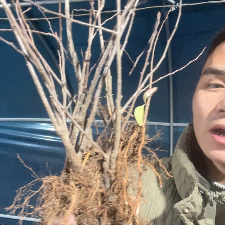 原生海棠梦绘卷海棠花苗一颗