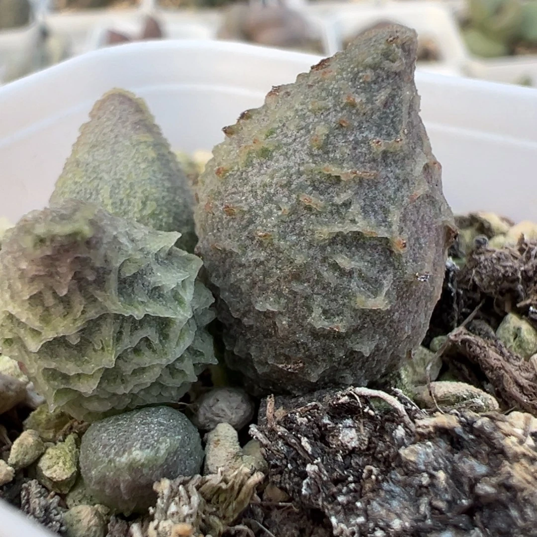 倒刺融化纹冰激凌大苗多肉植物