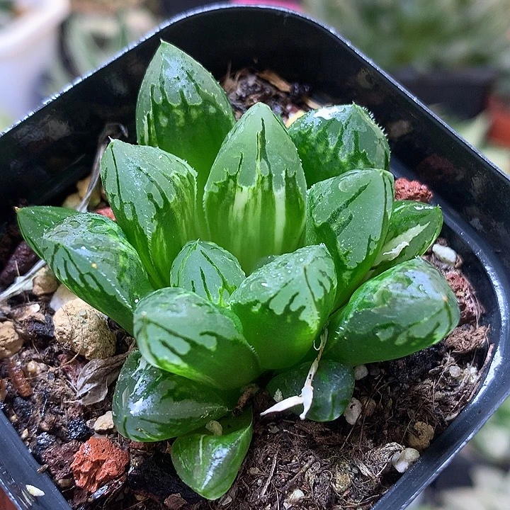 花水晶玉露锦带盆土发货