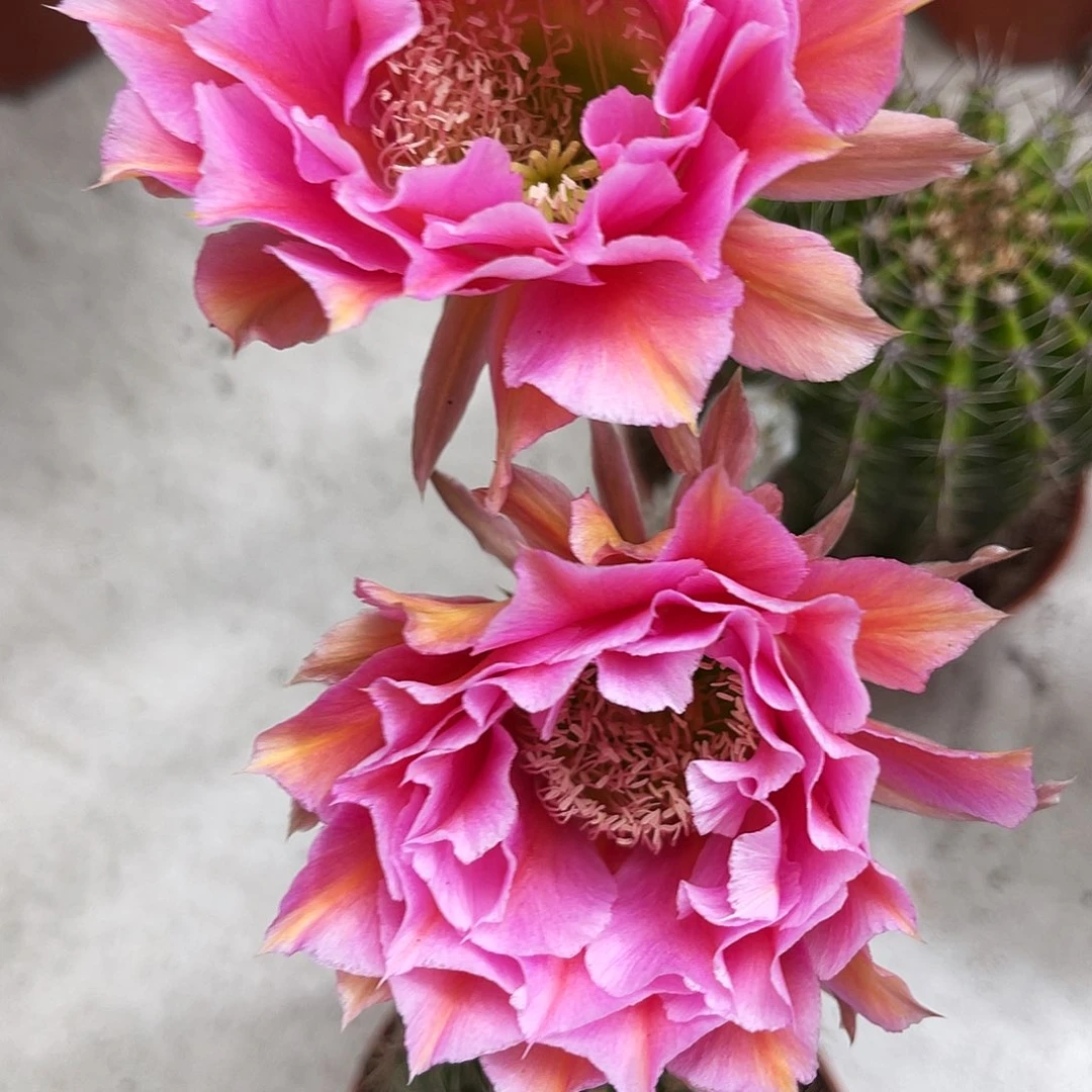 彩草7号柱子仙人球