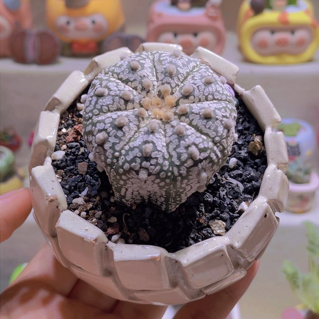 086高端仙人球带盆土一套98