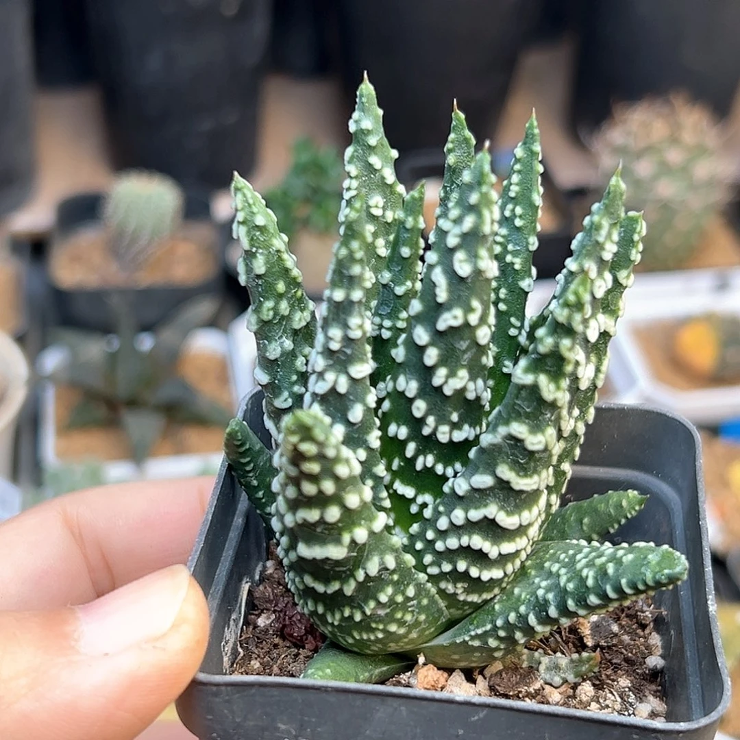 熊猫眼硬叶十二卷