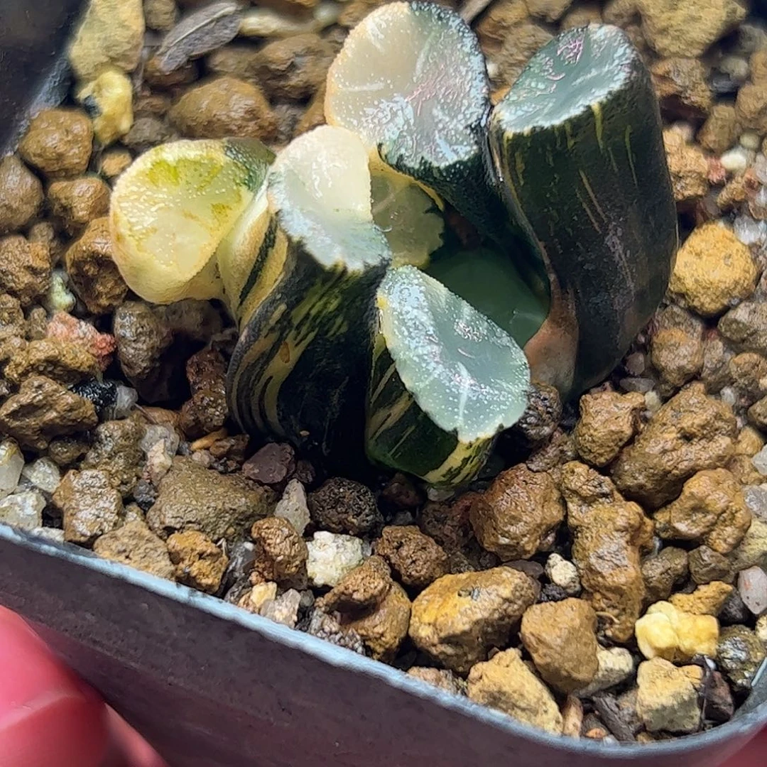 白妙锦杂锦十二卷多肉