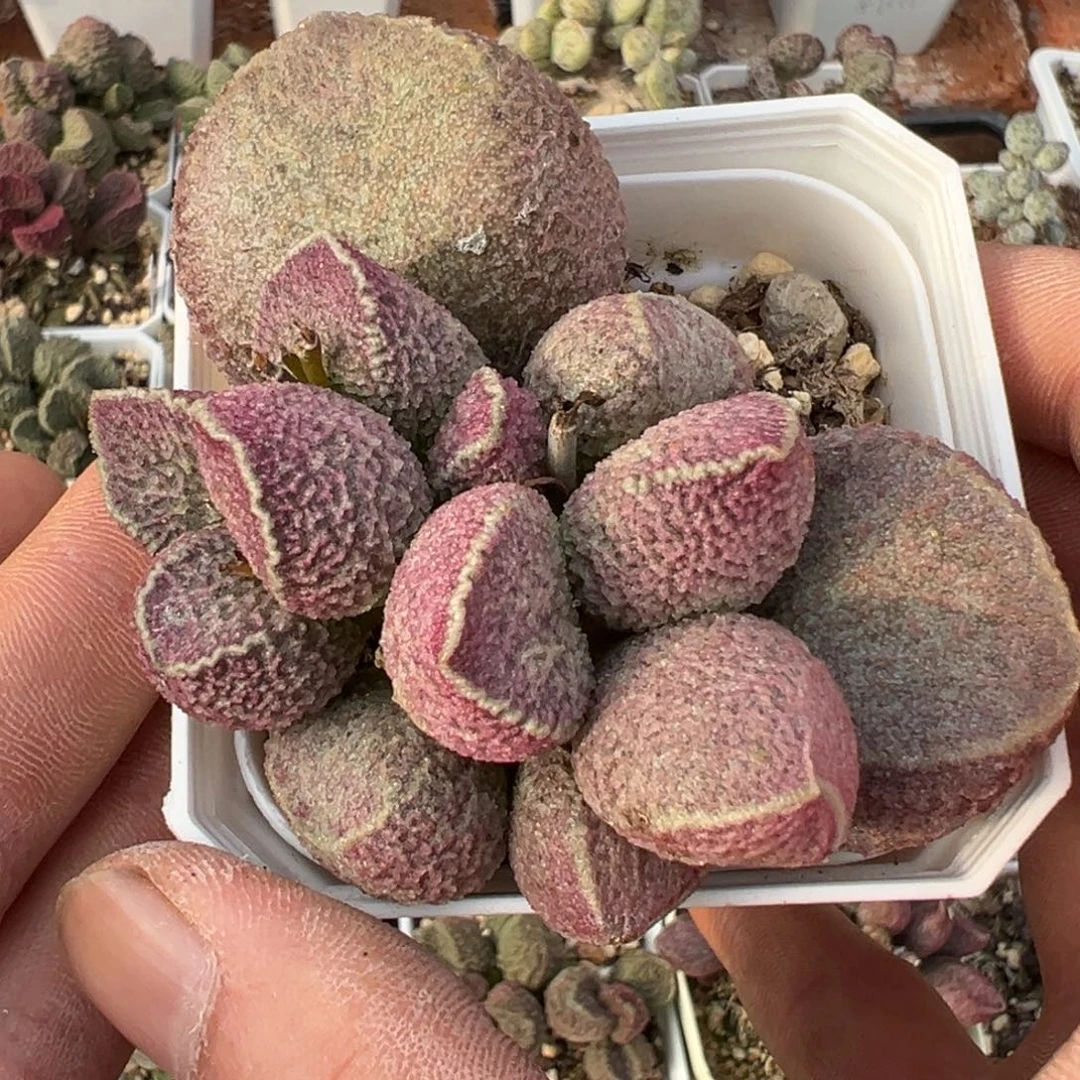 哈默猪肝水泡老桩多肉植物