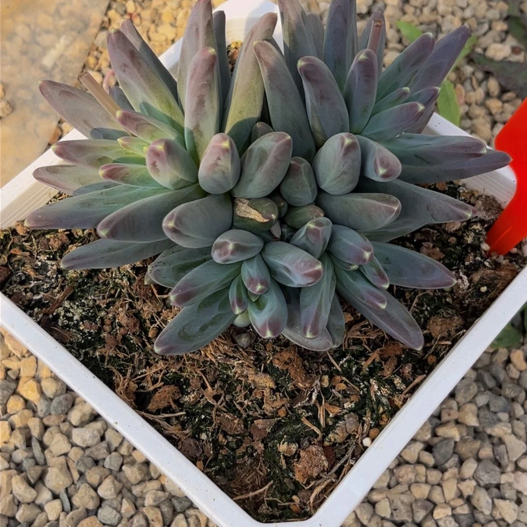 2606上午多肉植物群生