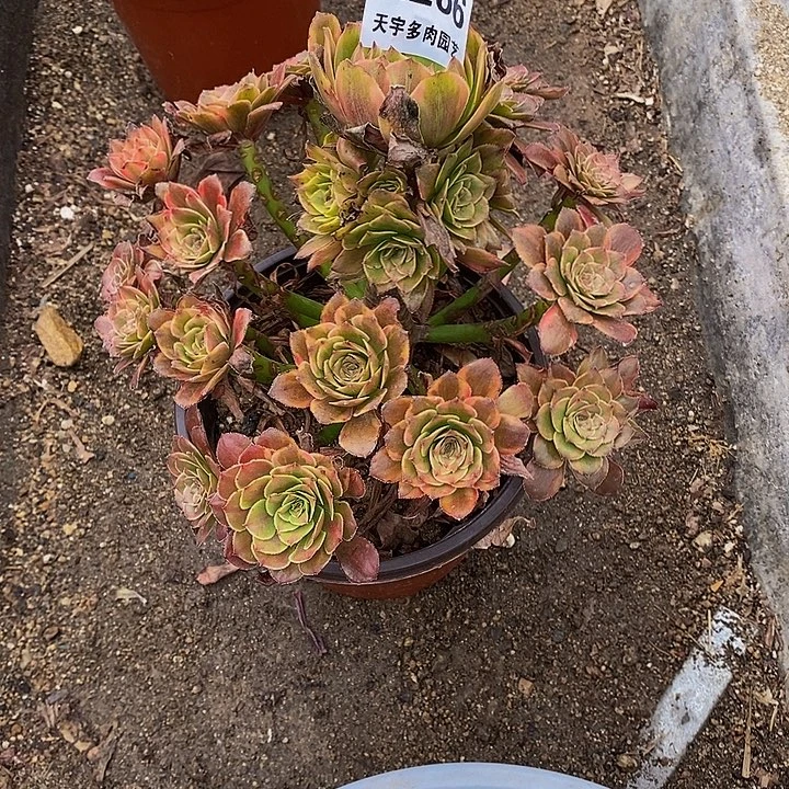 ****楠多肉烟花266多肉植物