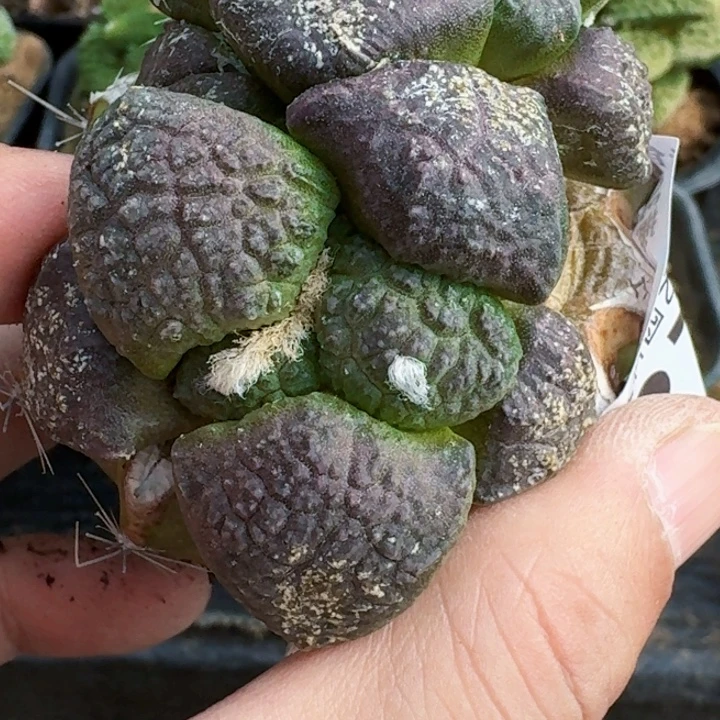 无花朵苗接艳肌连山379